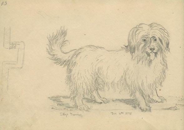 sketch 13: terrier 