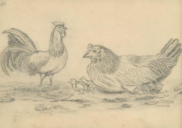 sketch 14 : chickens 